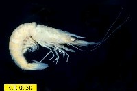 藏品(角突仿對蝦)的圖片